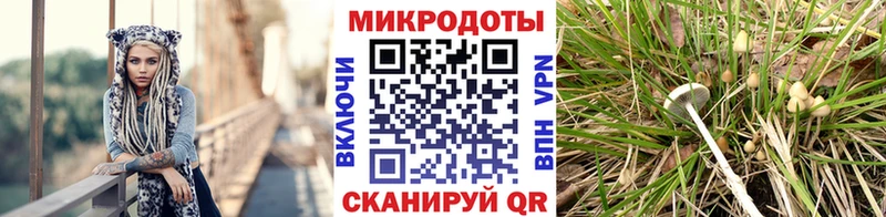 Купить где  Борзя  Псилоцибиновые грибы Psilocybine cubensis 